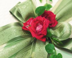 Tapeta Nature Flowers 530.jpg